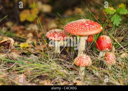 Groupe à partir de champignons Agaric Fly Banque D'Images