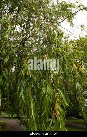 Willow Tree arbres sur les rives du fleuve près de l'eau en pleurant de plus en plus Banque D'Images