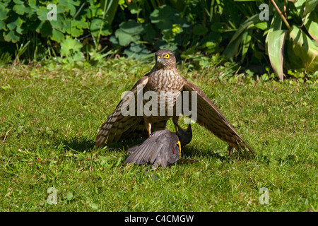 Fauve sur baby starling oiseaux dans jardin après tuer Banque D'Images