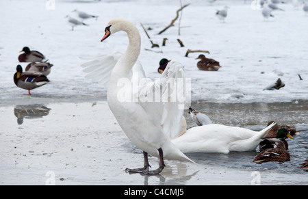 Une photo de paysage d'un cygne muet debout sur la glace, battre ses ailes. Banque D'Images