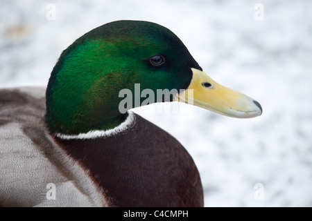 Gros plan d'une tête de canards colverts mâles - vue sur le côté Banque D'Images