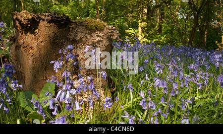 Un paysage gros plan d'une souche d'arbre entouré de jacinthes. Banque D'Images