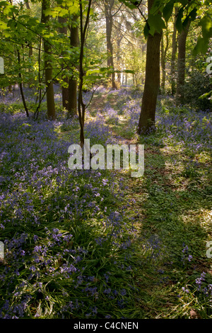 Un long coup vertical d'un chemin forestiers bluebell. Banque D'Images