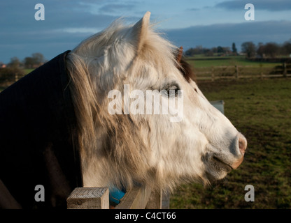 Une vue latérale close up d'un poney blanc coller sa tête sur une clôture. Banque D'Images