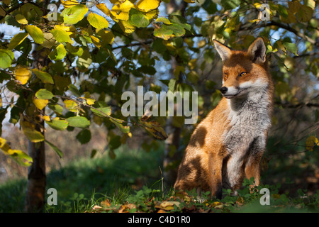 British ou renard roux européen [Vulpes vulpes crucigera, siégeant en vertu de l'arbre, portrait Banque D'Images