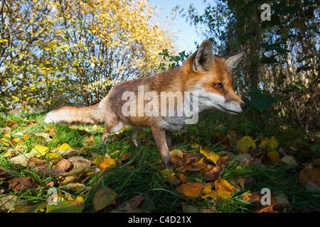 Prise de vue au grand angle d'un British ou renard roux européen [Vulpes vulpes crucigera], devant caméra avec les feuilles d'automne Banque D'Images