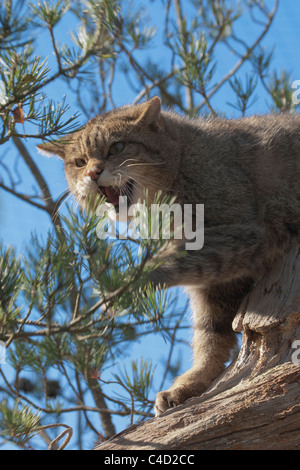 Scottish wildcat (Felis silvestris) en sapin de patte et rugissants. Banque D'Images