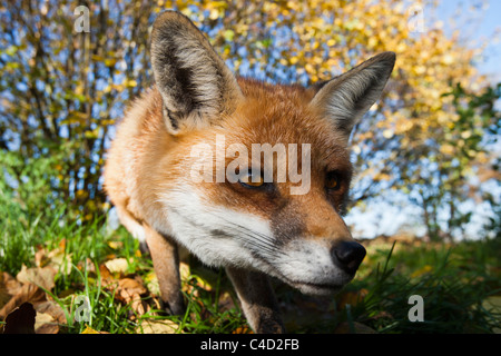British ou renard roux européen [Vulpes vulpes crucigera], prise de vue au grand angle fermer Banque D'Images