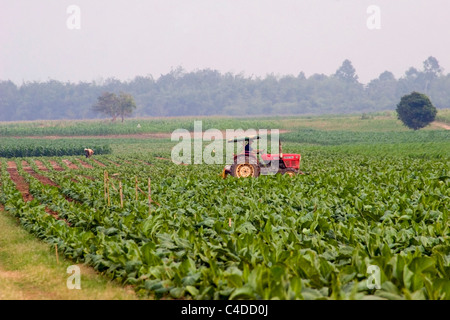 Un agriculteur est la conduite d'un tracteur dans un champ de tabac sur une ferme rurale au Cambodge. Banque D'Images