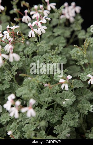 Pelargonium 'Ardwick Cinnamon' Banque D'Images