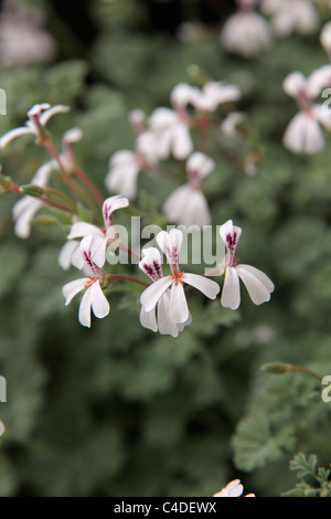 Pelargonium 'Ardwick Cinnamon' Banque D'Images