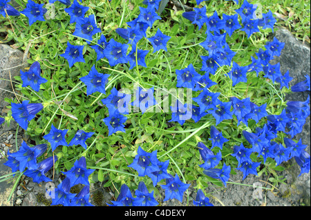 Gentiane acaule (Gentiana acaulis trompette Banque D'Images