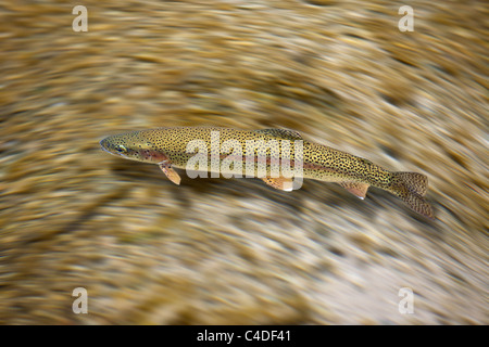 La truite arc-en-ciel (Oncorhynchus mykiss) nager à la surface d'une rivière d'Auvergne (Puy de Dôme - France). Banque D'Images