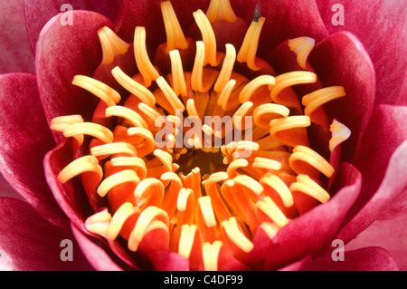 Lis d’eau Banque D'Images