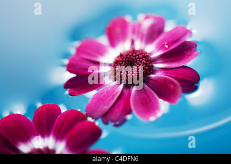 Fleurs dans l'eau Banque D'Images