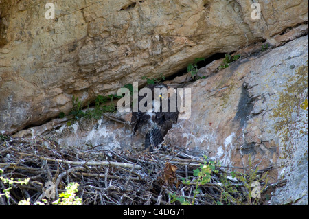 Aigle de Bonelli chick standing in nest Banque D'Images