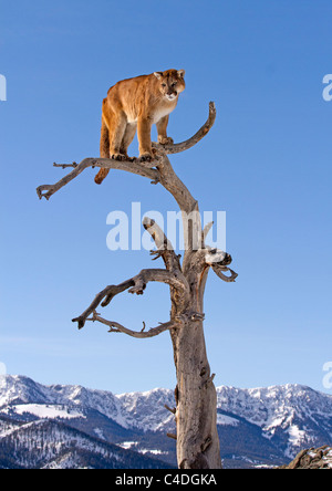 Mountain Lion, Felis concolor dans un arbre Banque D'Images