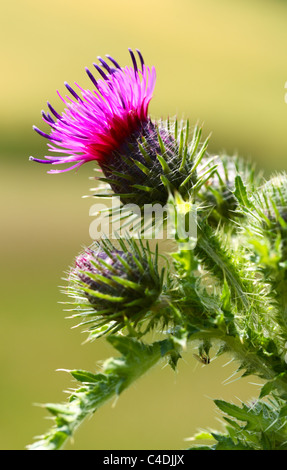 La fleur pourpre du marais Cirsium palustre) Banque D'Images