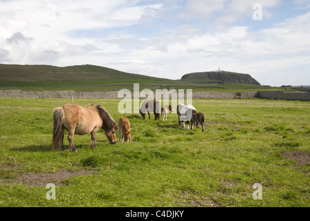 Shetland Islands Chef' établissement"Sumburgh Écosse Juments et Poulains paître dans un champ de marguerites avec phare en arrière-plan Banque D'Images