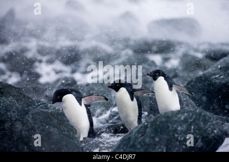 3 manchots adélies mars à l'unisson sur plage rocheuse dans un tempête de neige par temps venteux blizzard Antarctique îles Orcades du Sud Banque D'Images