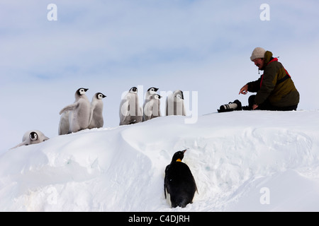 Drôle de voir des animaux sauvages photographe Jonathan Scott parle de manchot empereur cute Chicks on snow mound en Antarctique Banque D'Images