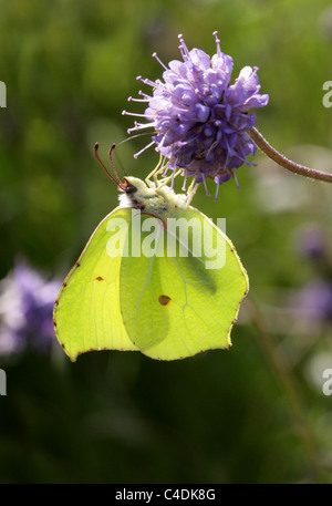 Soufre commun, Papillon Gonepteryx rhamni, Pieridae. Sur Devil's bit Scabious. Banque D'Images