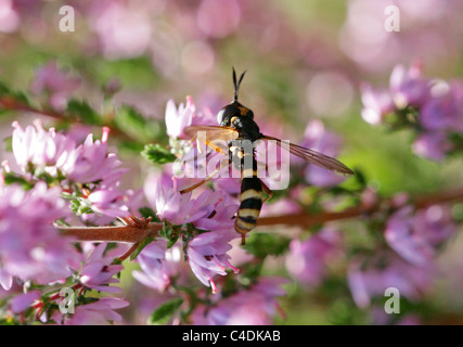 Conopid Fly Fly, guêpe ou à tête épaisse, mouche, Conopidae quadrifasciatus Conops, Diptères. Banque D'Images