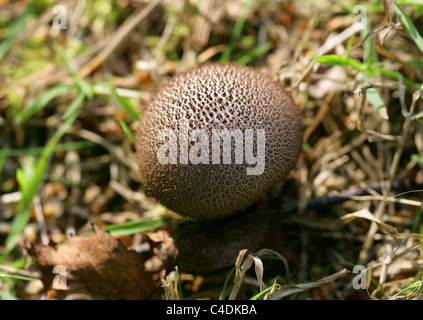 Lycoperdon nigrescens, Vesse-sombre (L. foetidum), Lycoperdaceae. Rammamere Heath, Bedfordshire, Royaume-Uni. Banque D'Images