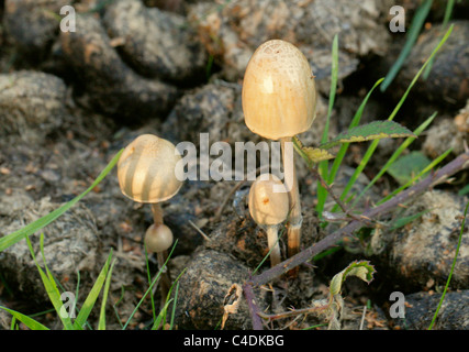 Egghead Mottlegill Mottlegill ou brillantes, Panaeolus tubaeformis var. tubaeformis, Bolbitiaceae. Croissant sur l'ordure. Banque D'Images