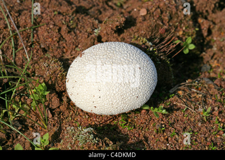 Lycoperdon utriforme mosaïque, Vesse (Syn. Hankea Calvatia utriformis, utriformis), Lycoperdaceae. Rammamere Heath, d'appoint. Banque D'Images