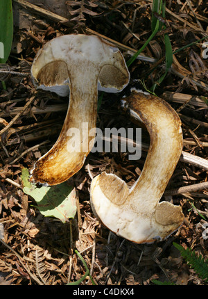 Boléte blanc. Boléte, Hypomyces chrysospermus, Hypocereaceae croissant sur un boléte de baie, Imleria badia (Boletus badius), Boletaceae. Banque D'Images