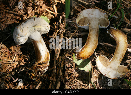 Boléte blanc. Boléte, Hypomyces chrysospermus, Hypocereaceae croissant sur un boléte de baie, Imleria badia (Boletus badius), Boletaceae. Banque D'Images