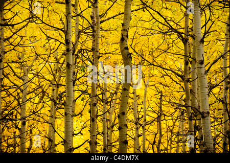 Aspens quaking dans la couleur de l'automne brillant dans l'aire d'utilisation diurne du lac Barrière, dans la région de Kananaskis, Alberta, Canada. Banque D'Images