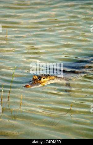 Crocodile américain (Crocodylus acutus) qui se cache dans le lac Coba ou Laguna Cobá, Coba, Quintana Roo, Mexique Banque D'Images