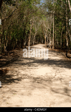 Ancienne route de calcaire blanc maya ou Sacbe aux ruines mayas de Cobá, Quintana Roo, Mexique Banque D'Images