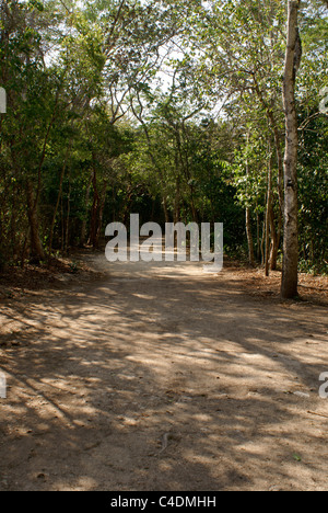 Ancienne route de calcaire blanc maya ou Sacbe aux ruines mayas de Cobá, Quintana Roo, Mexique Banque D'Images