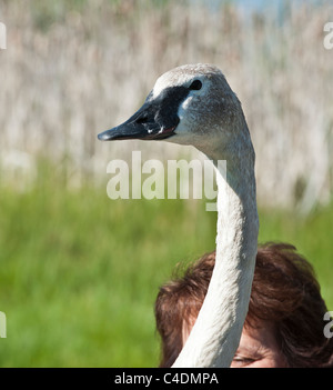 Un cygne trompette regarde autour de lui alors qu'il était détenu par un bénévole avant de libérer près de Ovando Montana. Banque D'Images