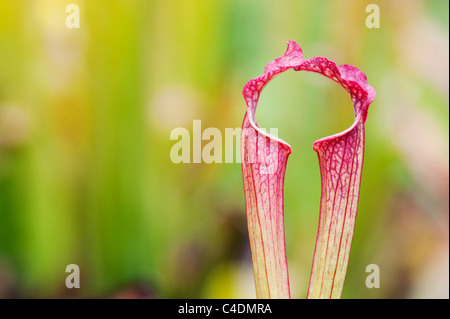 Sarracenia x farnhamii. Sarracénie pourpre. Plante carnivore Banque D'Images