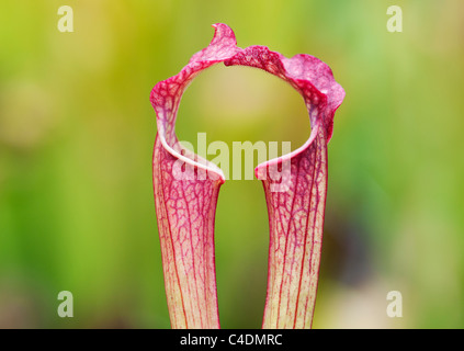 Sarracenia x farnhamii. Sarracénie pourpre. Plante carnivore Banque D'Images