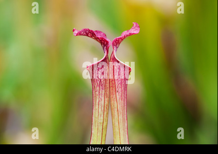 Sarracenia x farnhamii. Sarracénie pourpre. Plante carnivore Banque D'Images