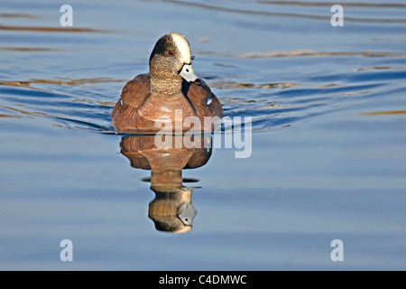 Le Canard d'un drake et son reflet natation en étroite. Banque D'Images