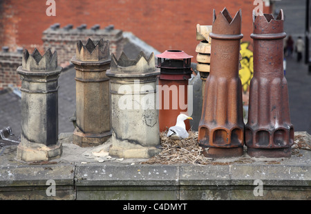Un goéland argenté est assis sur son nid entre les pots de cheminée à Newcastle Upon Tyne, Angleterre Royaume-uni Banque D'Images