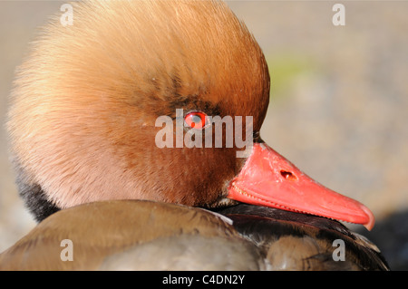 Un homme Potchard à crête rouge (Netta rufina) incombe au bord du lac à St James' Park. Banque D'Images