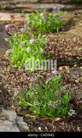 Sweet Alyssum 'Royal Carpet' (Lobularia maritima) Plantes Banque D'Images