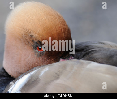 Un homme Potchard à crête rouge (Netta rufina) dort avec un oeil ouvert au bord du lac à St James' Park. Banque D'Images