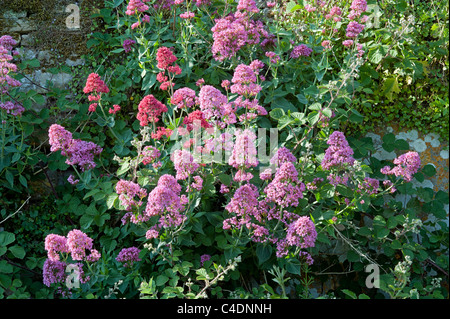 La valériane rouge ; Centranthus ruber, grandissant dans mur de pierre, Sheepscombe, Gloucestershire, Angleterre, Royaume-Uni, Grande Bretagne Banque D'Images