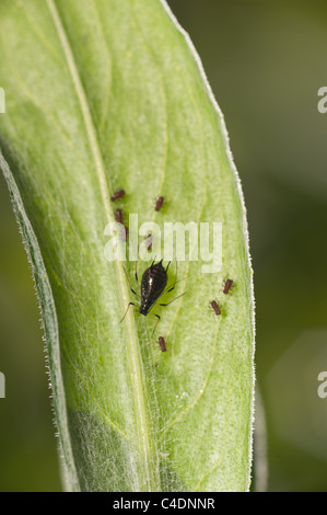 Les pucerons noirs suçant la sève des plantes, les Hémiptères Banque D'Images