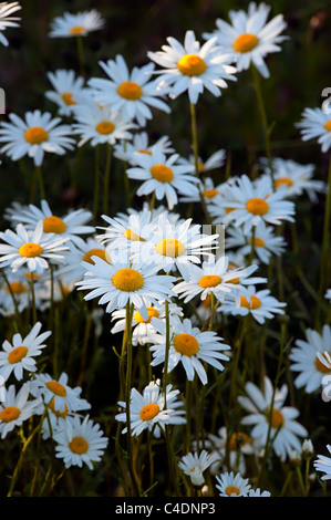 Ox-eye daisies Leucanthemum vulgare Asteraceae voir des têtes de fleurs dans la lumière du soir Banque D'Images