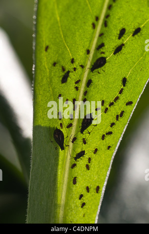 Les pucerons noirs suçant la sève des plantes, les Hémiptères Banque D'Images