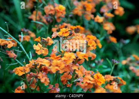 L'Erysimum 'Apricot Twist' - Orange wallflower vivaces Banque D'Images